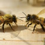 la maison de l'abeille de Cassagnoles, au seuil de la ruche d'observation