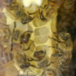la maison de l'abeille de Cassagnoles, à travers la vitre de la ruche d'observation