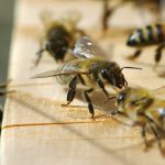 la maison de l'abeille de Cassagnoles, au seuil de la ruche