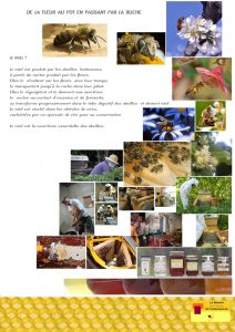 planche explicative n°1 de la Maison de l'abeille à Cassagnoles