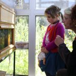 la maison de l'abeille, observation d'une ruche aux parois de verre