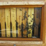 la maison de l'abeille de Cassagnoles