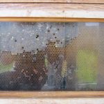 la maison de l'abeille de Cassagnoles