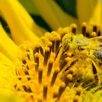 abeille pleine de pollen