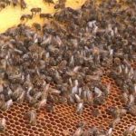 Midi Libre article baisse des récoltes de miel 2014