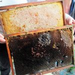 Rayon de ruches atteints