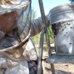 Angel Marin apiculteur à Félines-Minervois