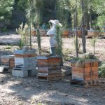 Angel Marin, apiculteur à Félines-Minervois