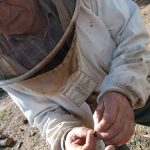 Angel Marin, apiculteur à Félines-Minervois, observant un bourdon malade