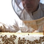 Erik Charrier, apiculteur à La Caunette
