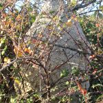 nid de frelons asiatiques à cassagnoles