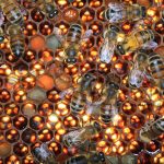 j'aime les abeilles point fr site d'Eric Tourneret