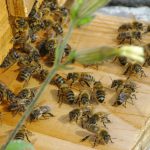 La maison de l'abeille, la ruche