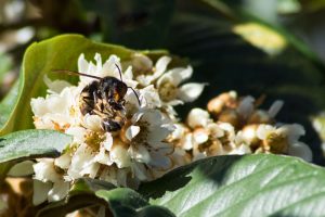 frelon dévorant une abeille