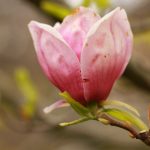 Photo Olivier AZEMA, magnolia
