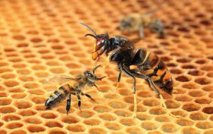 Frelon dans la ruche, photo Eric Tourneret