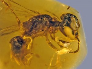 abeille fossilisée